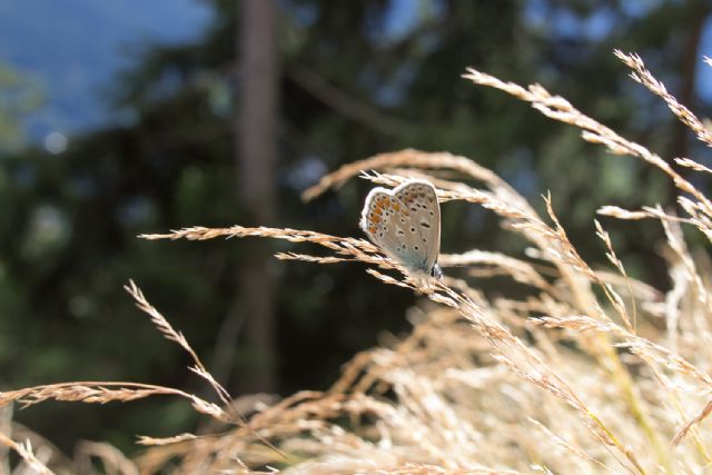 identificazione licenide